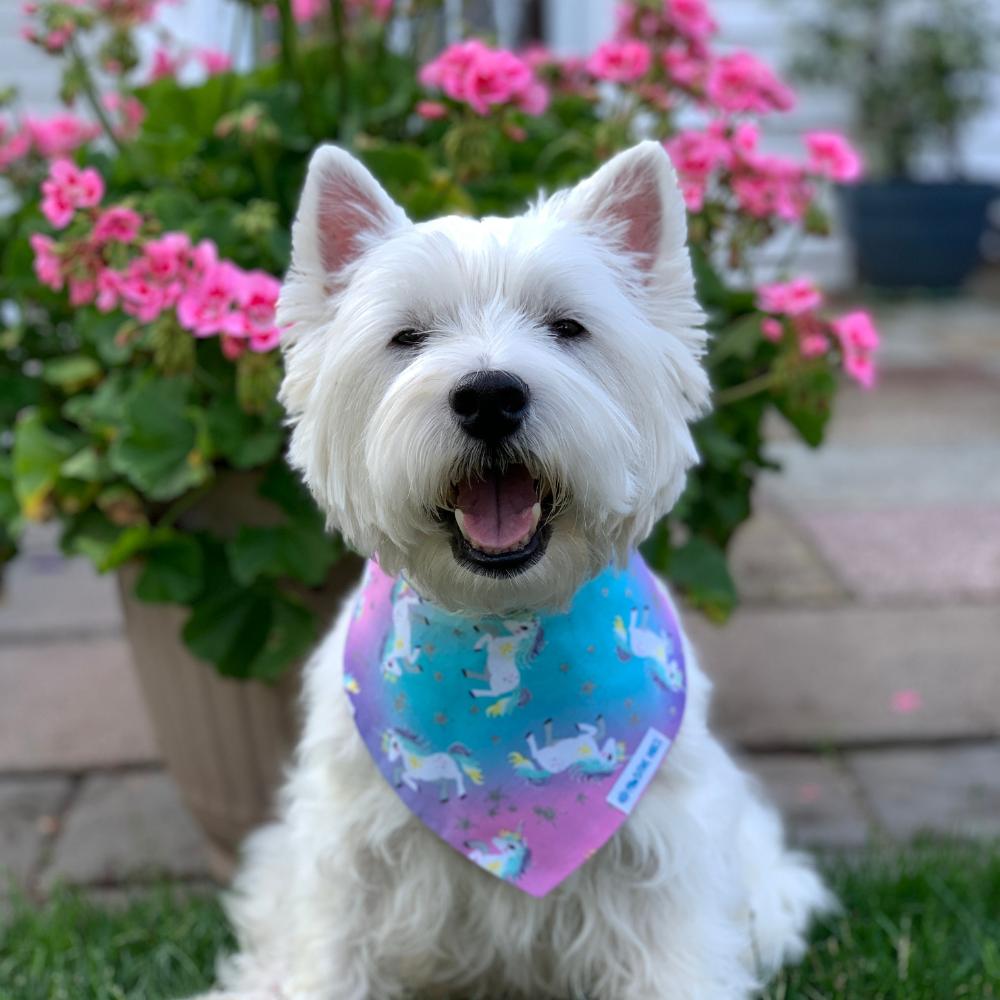 Westie dog with dog bandana