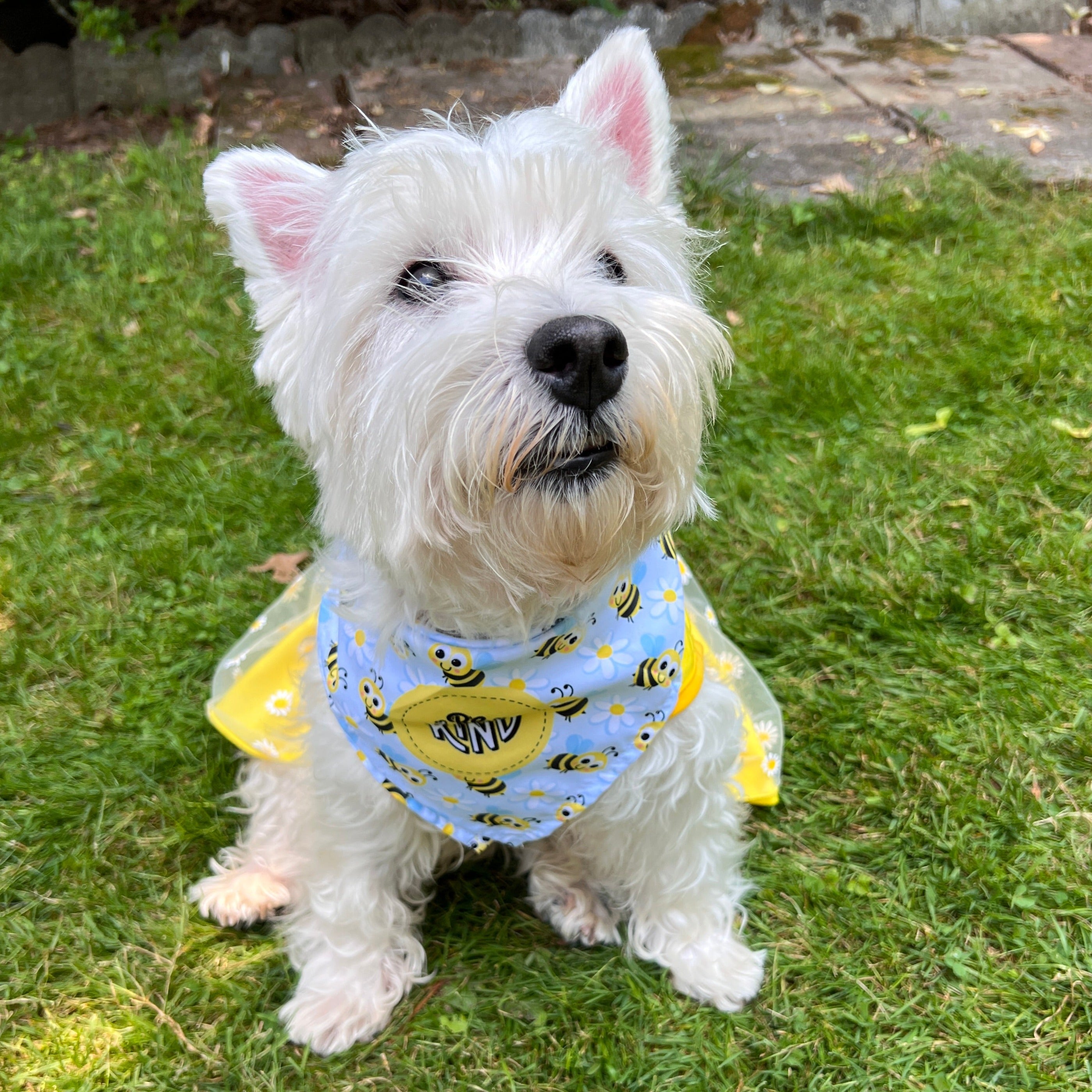 dog bandana with bees