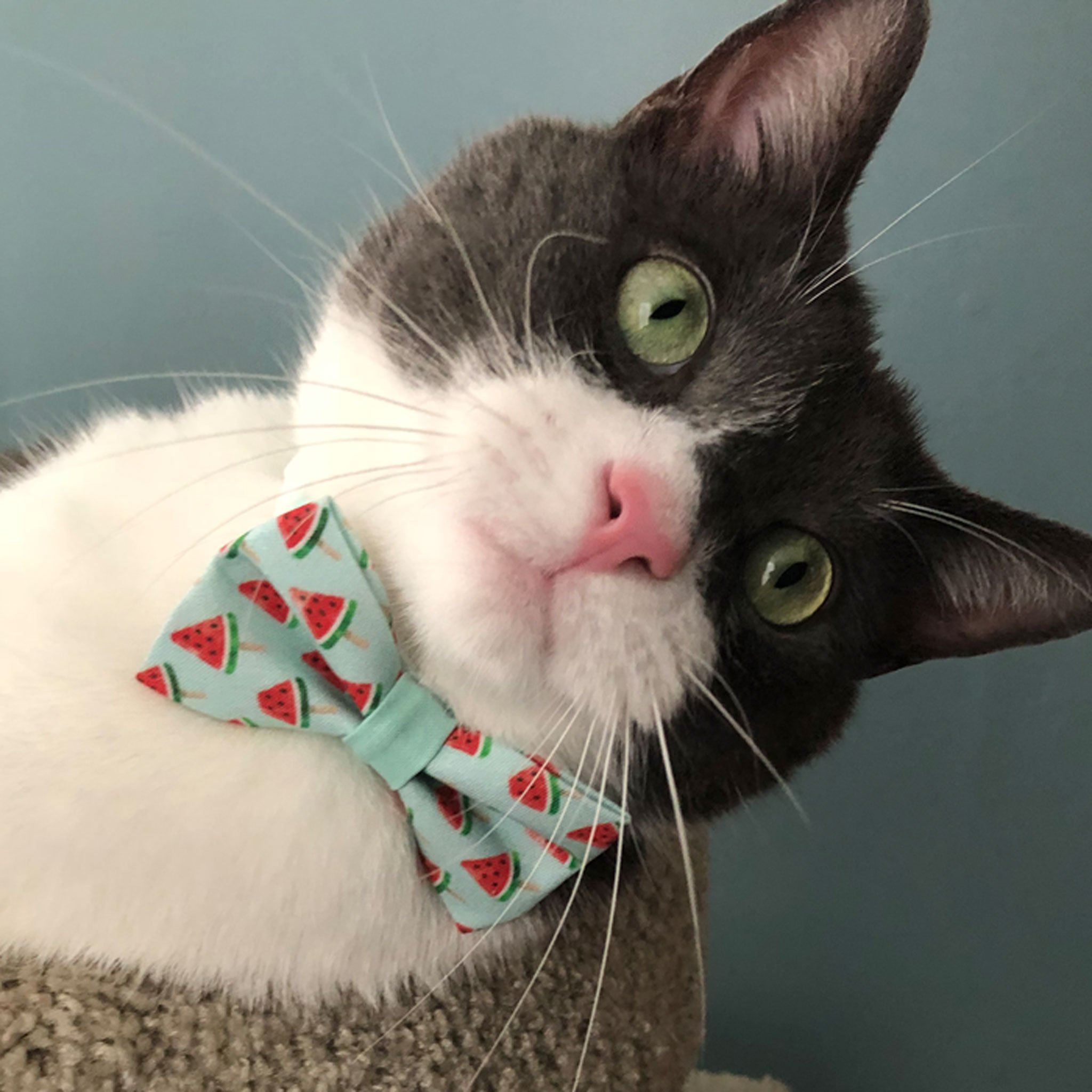 Pet Collar - Watermelon Pops Cat Collars 