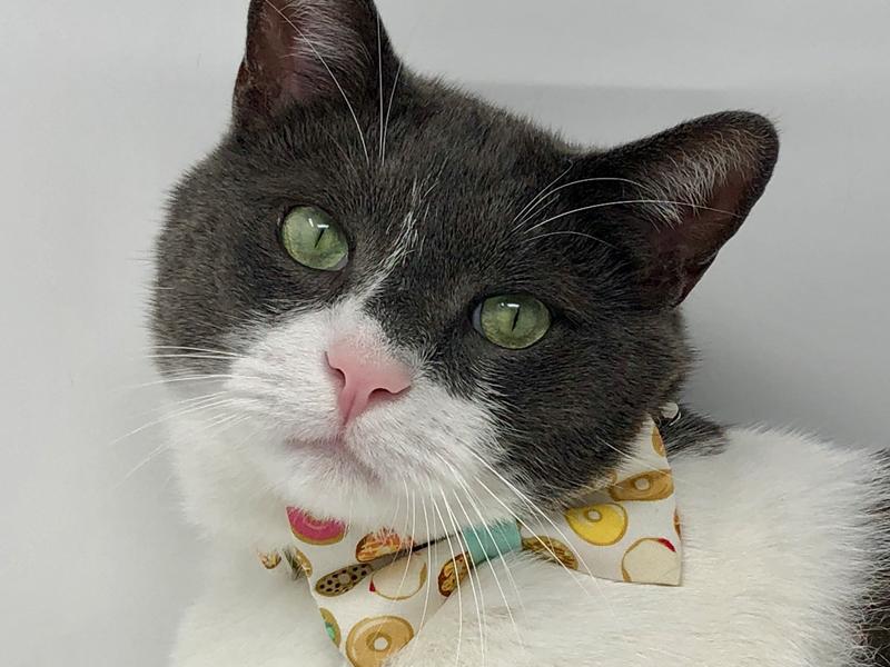 Cat collar with donuts