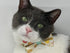 Cat collar with donuts