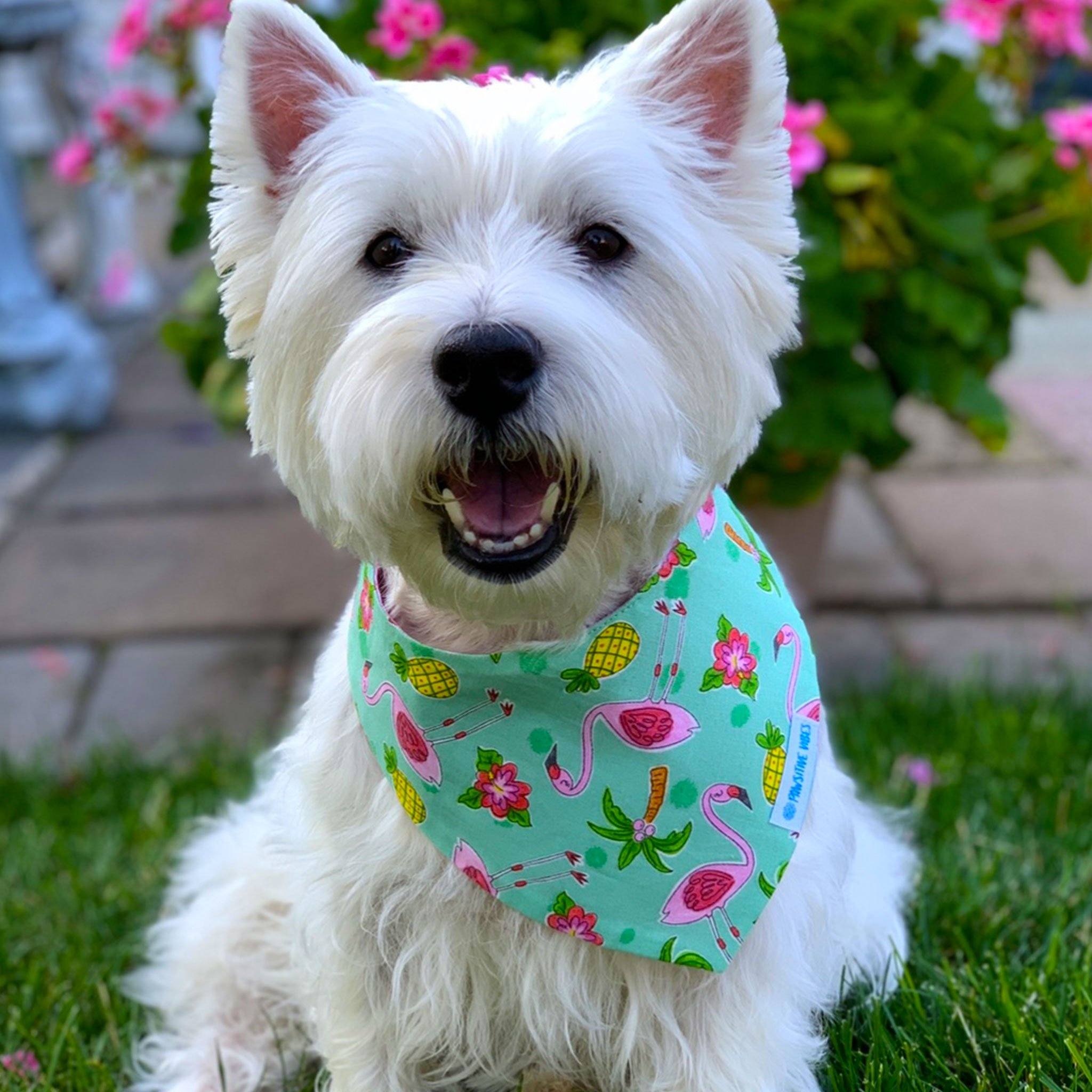 Dog Bandana - Flamingo Fun