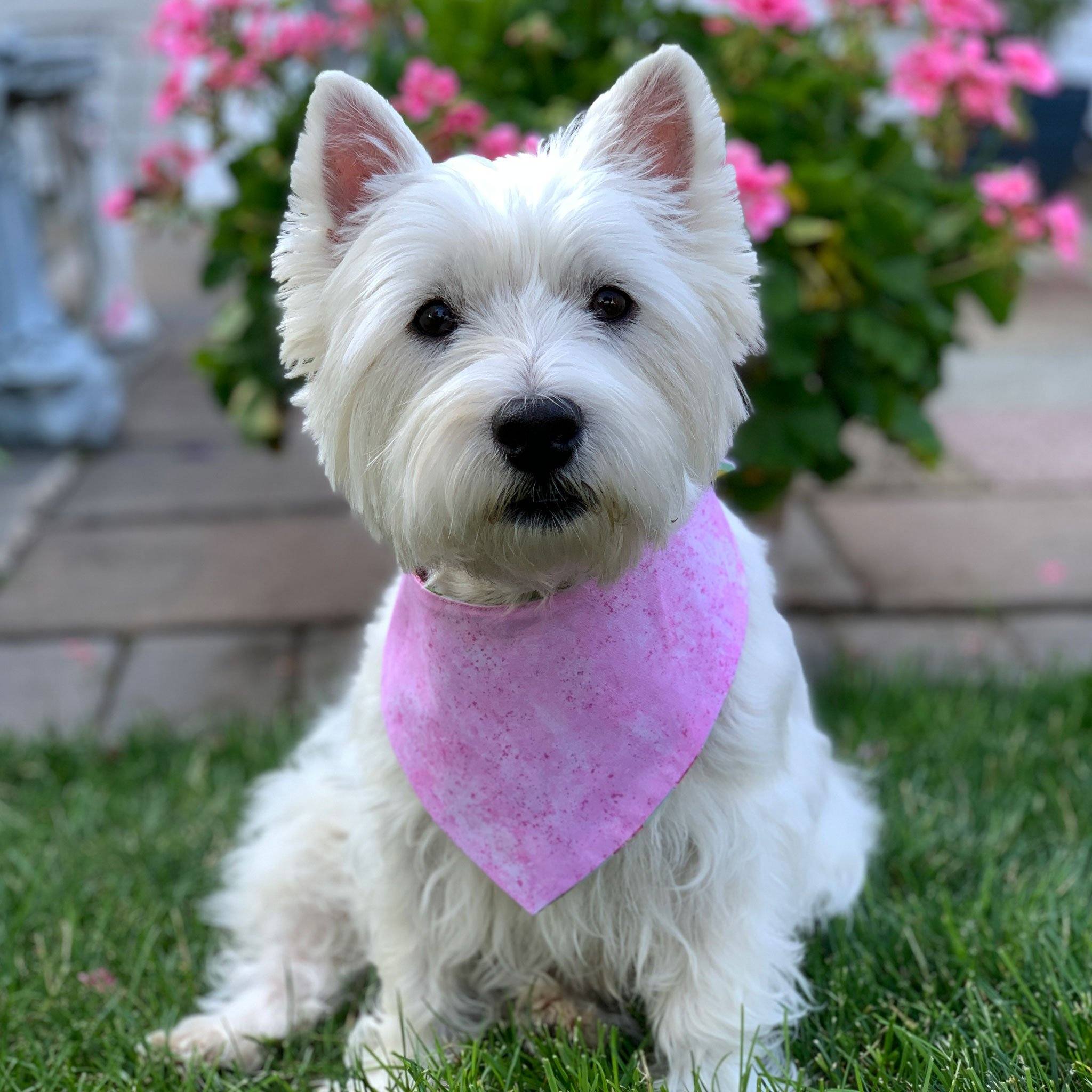 Dog Bandana - Flamingo Fun