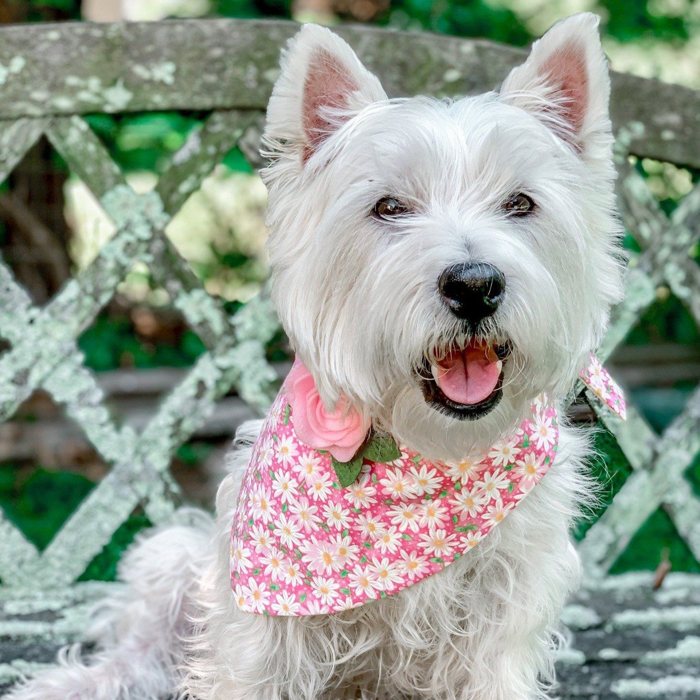 Dog Bandana - Darling Daisies Dog Bandana 