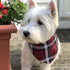 westie dog with plaid bandana