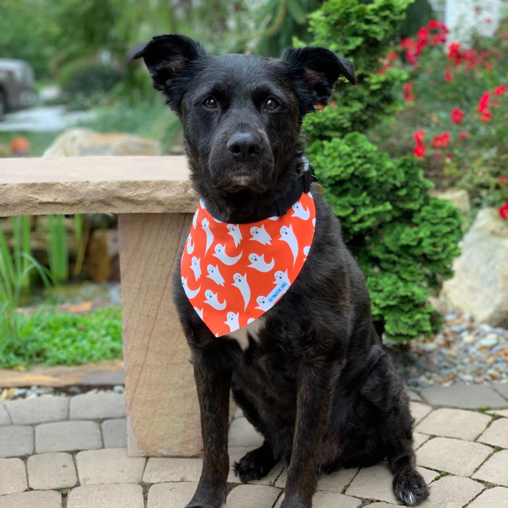 Dog Bandana - Happy Ghosts Reversible