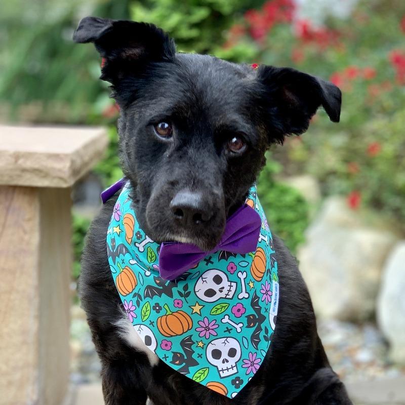 Dog Bandana - Skulls and Bats