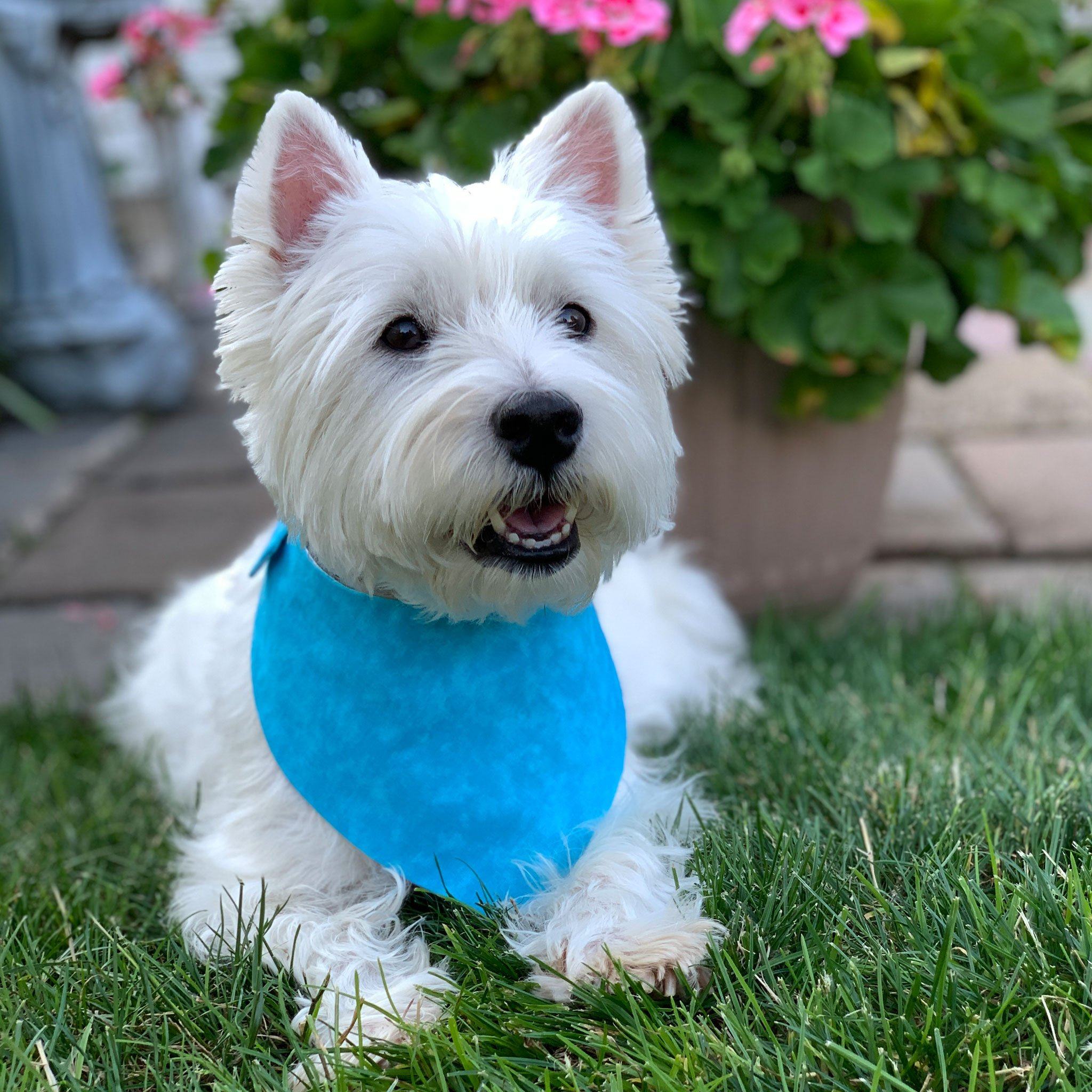 Dog Bandana - Magical Unicorns