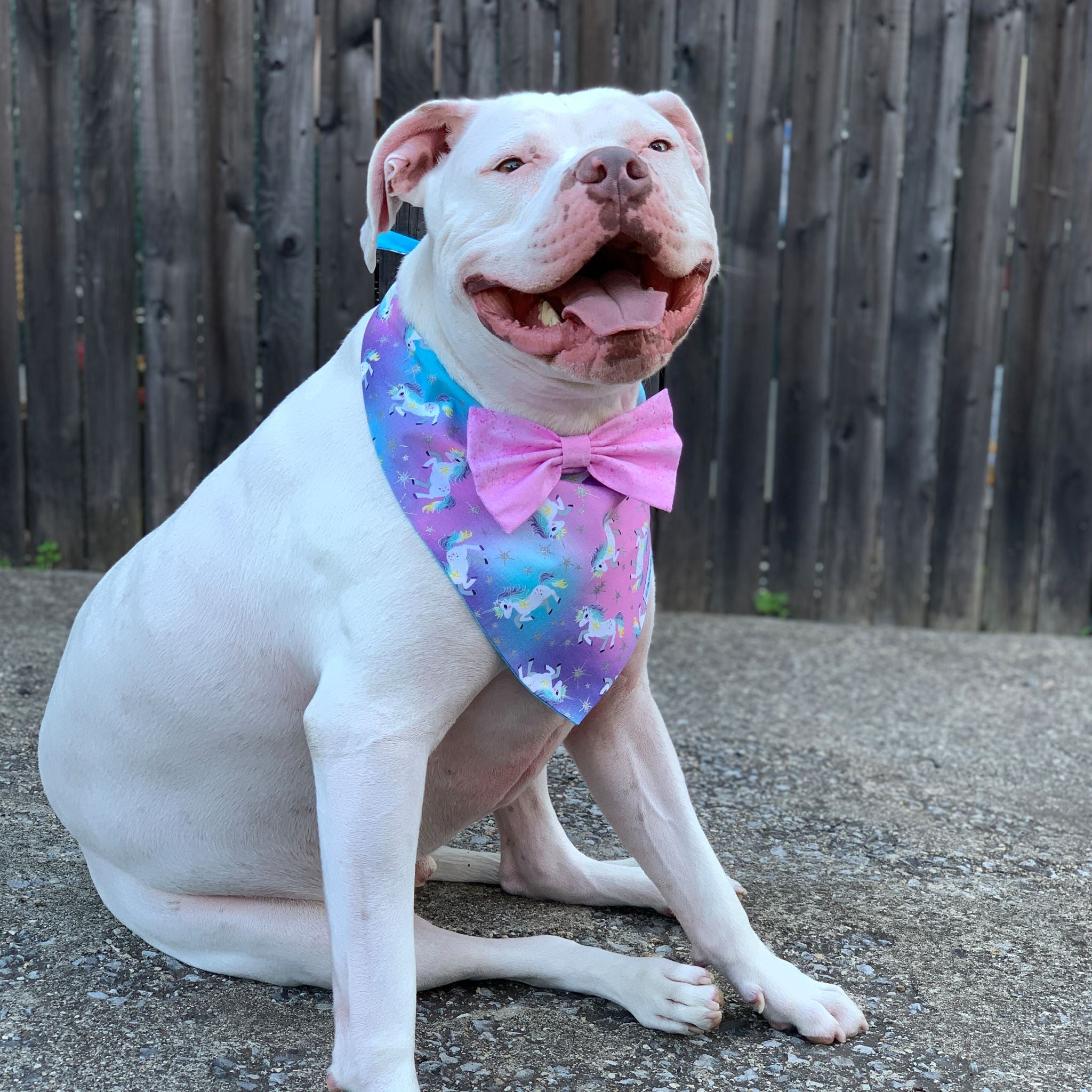 Dog Bandana - Magical Unicorns