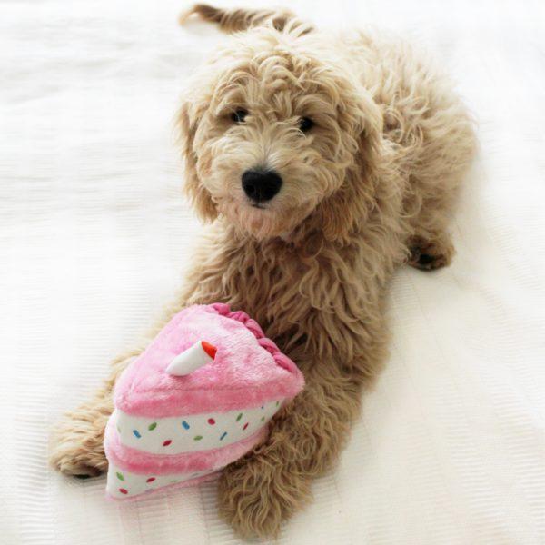 Pink Birthday Cake Dog Toy