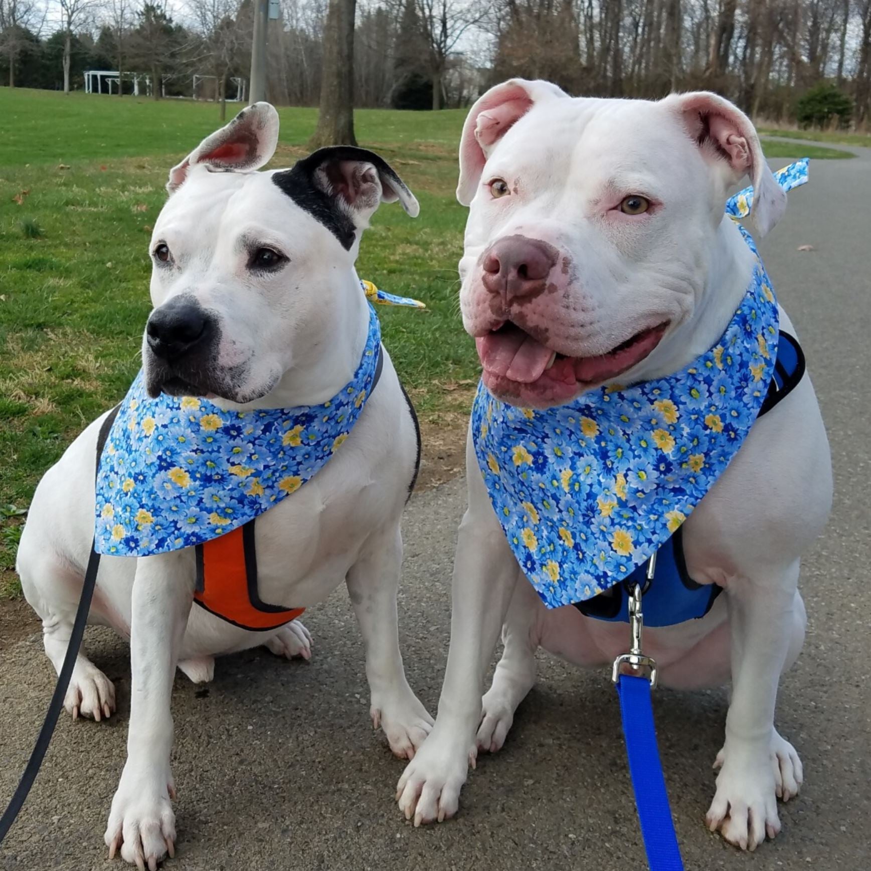 Pitbull Dog Bandana | Bandanas for Big Dogs