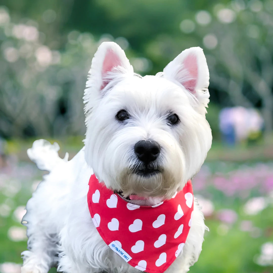 Dog Bandana- Big Hearts Dog Bandana 