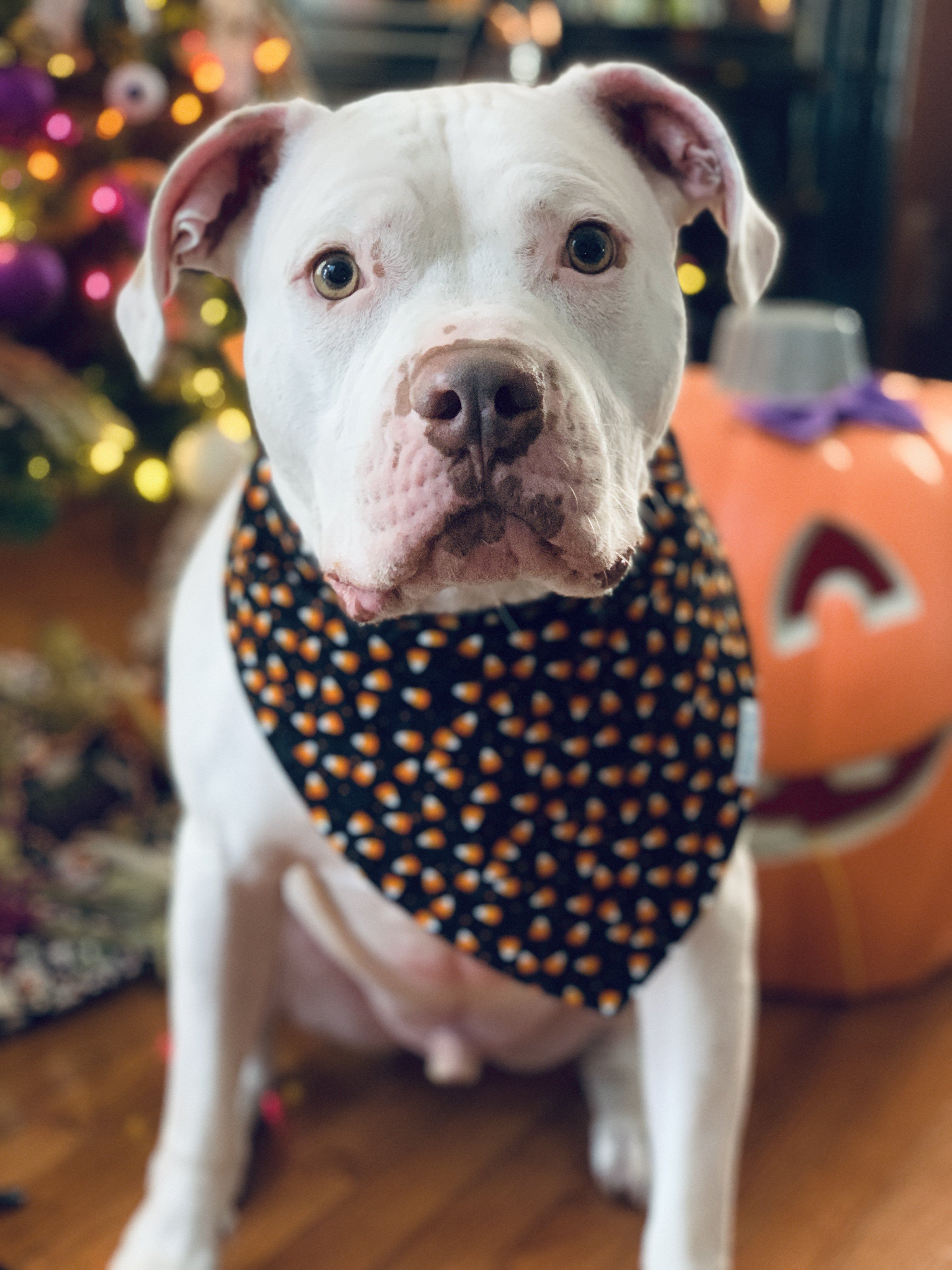 Dog Bandana - Sparkly Corn Candy Dog Bandana 